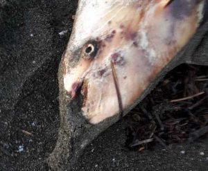 Pescia Romana - Il delfino spiaggiato a Costa Selvaggia 