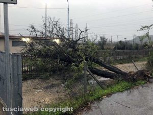 Orte Scalo - Albero caduto sulla provinciale