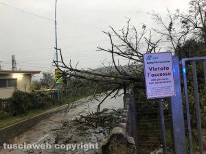 Orte Scalo - Albero caduto sulla provinciale