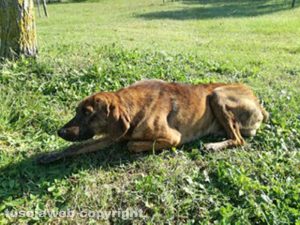 Cane smarrito a Capodimonte 