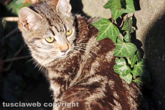 Viterbo - Un gatto