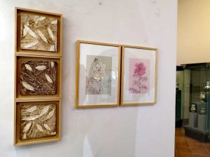 Viterbo - Inaugura la mostra "Natura segreta"