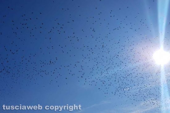 Viterbo - Il cielo blu e i rondoni in migrazione