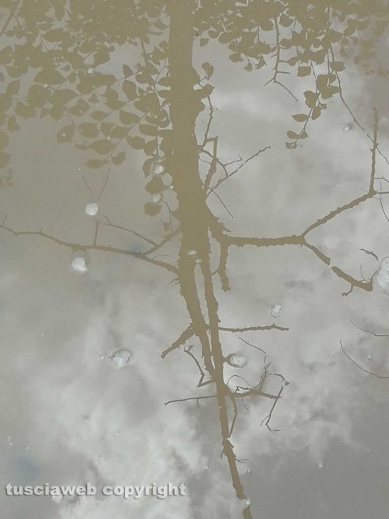 Riflessi nel bosco