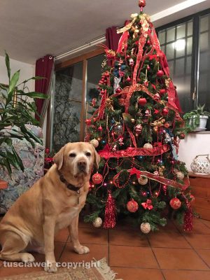 Viterbo - Il Natale a casa di Stefania Cicoria