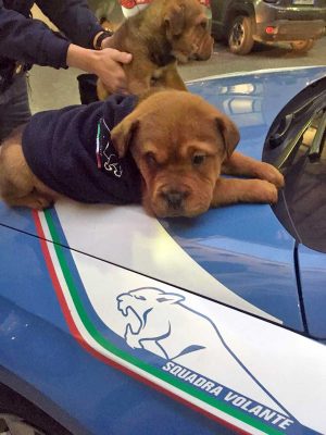 Roma - Poliziotti della squadra volante salvano due cagnolini la sera di Capodanno