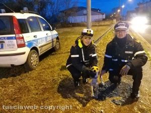 Montefiascone - La polizia locale salva un cagnolino legato a un palo