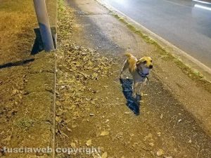 Montefiascone - La polizia locale salva un cagnolino legato a un palo