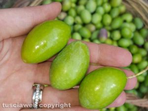 Viterbo - Le olive dell'ultimo raccolto di Noemi