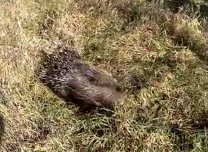 La spinosa Arturo