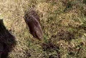 La spinosa Arturo