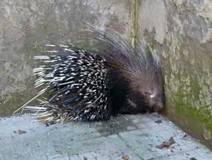 La spinosa Arturo