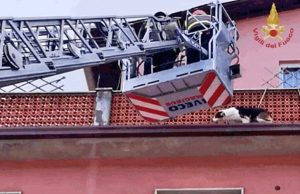 Ancona - Il salvataggio del cane 