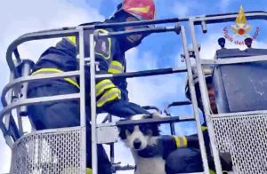 Ancona - Il salvataggio del cane 