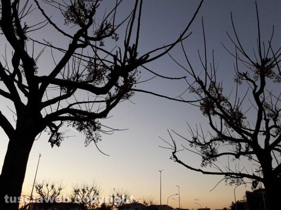 Viterbo - Alberi al tramonto