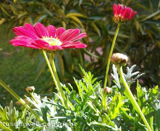 Fiori