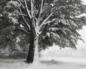 Neve a Torre Alfina