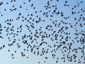 Uno stormo di uccelli