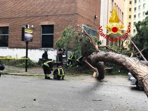Roma - Il pino crollato sulle auto