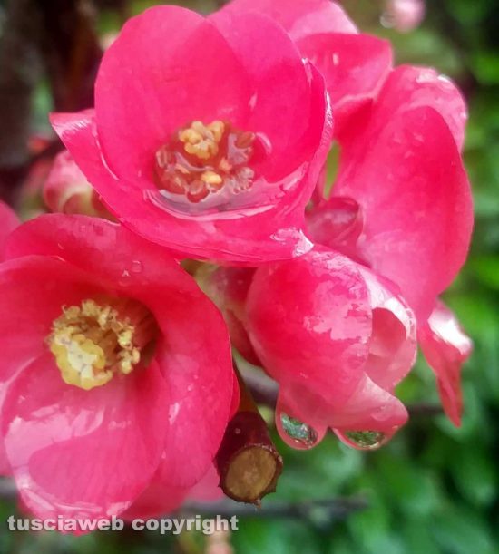 Fiori sotto la pioggia