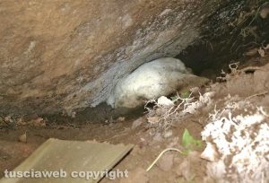 Viterbo - L'intervento dei vigili del fuoco per recuperare il labrador