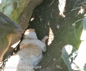 Viterbo - L'intervento dei vigili del fuoco per recuperare il labrador