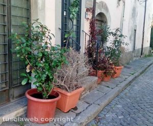 Viterbo - Pianoscarano - Piante sui marciapiedi