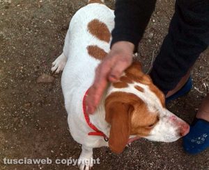 Ritrovata cagnolina sulla Cassia