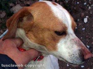 Ritrovata cagnolina sulla Cassia