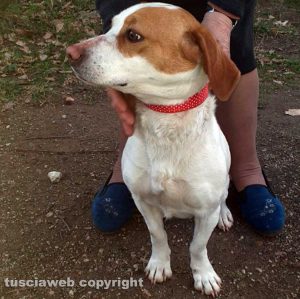 Ritrovata cagnolina sulla Cassia