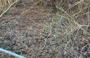 Viterbo Clean up ripulisce un tratto di bosco sulla Cimina
