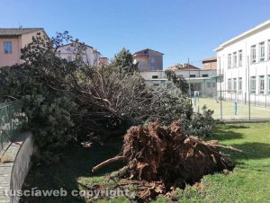 Viterbo - Albero crollato alla scuola di Bagnaia