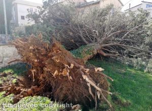 Viterbo - Albero crollato alla scuola di Bagnaia