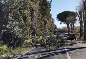 Albero caduto sulla Cassia Sud
