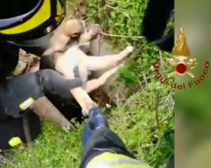 Brindisi - I vigili del fuoco salvano due cuccioli caduti nel pozzetto