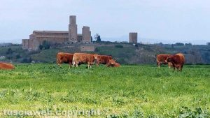 Tuscania 