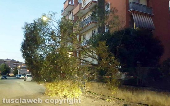Viterbo - Albero crollato in via Pola