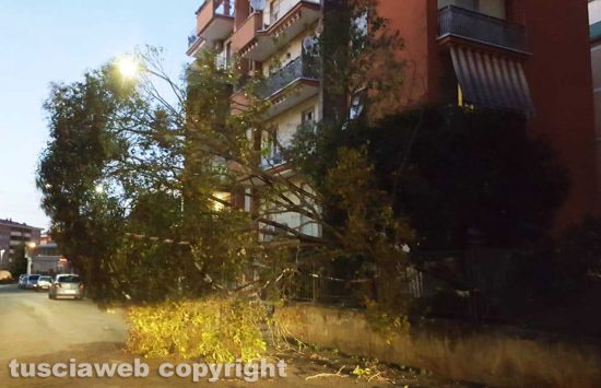Viterbo - Albero crollato in via Pola 