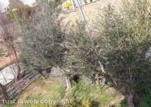 Viterbo - Degrado a Valle Faul