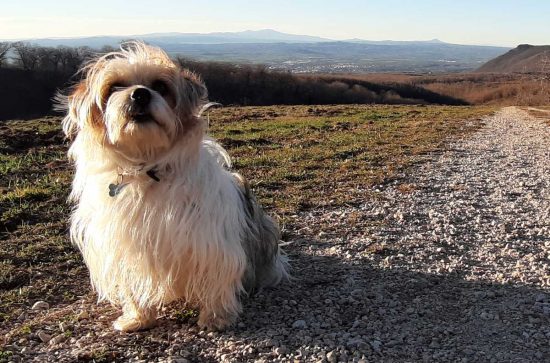 Un cane