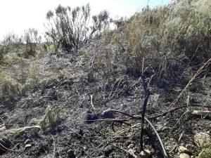 Tarquinia - Due ettari di sterpaglie in fiamme in località Pisciarello
