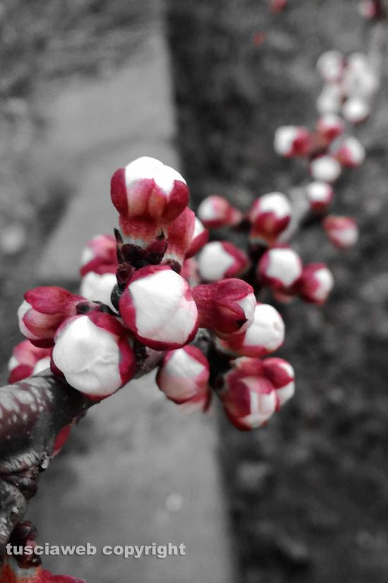 Schermata-2019-03-04-alle-16.35.42