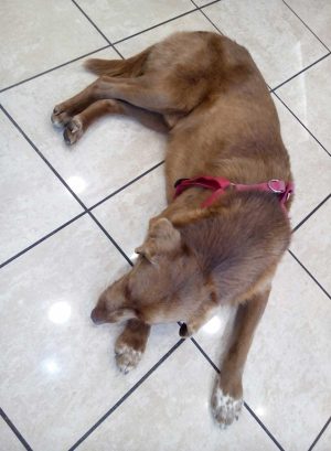 Cagnolino trovato sulla Cimina