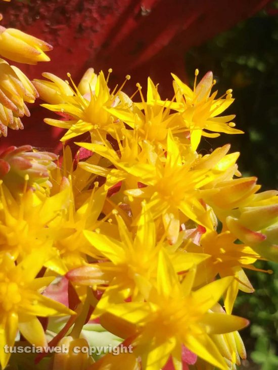 Fiori