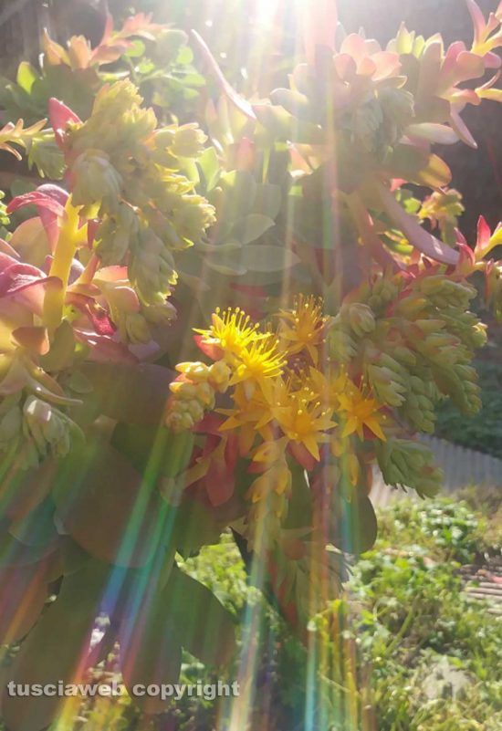 Fiori