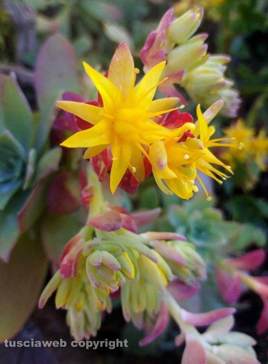Fiori