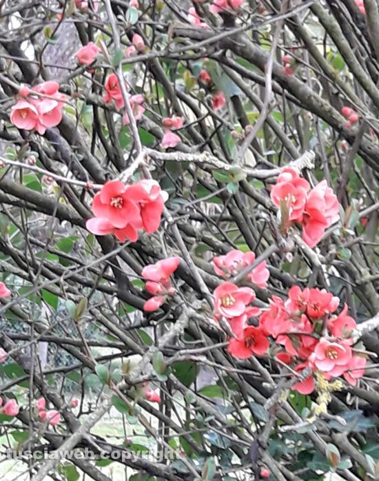 Fioriture di primavera