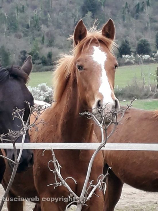 Un cavallo sul lungolago di Bracciano