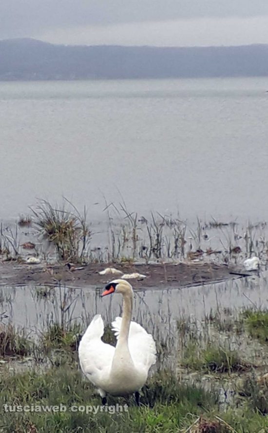 Un cigno al lago di Bracciano
