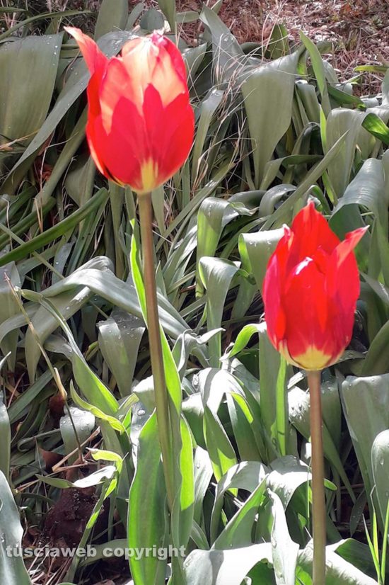 Schermata-2019-03-14-alle-13.34.49